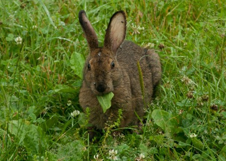 bunny rabbit.